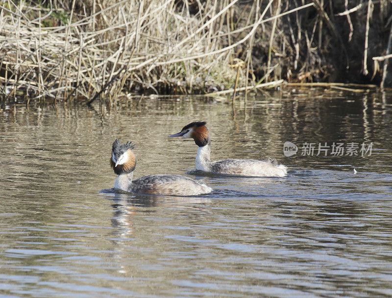 夏季羽毛的大冠毛鸊鷉(Podiceps cristatus)